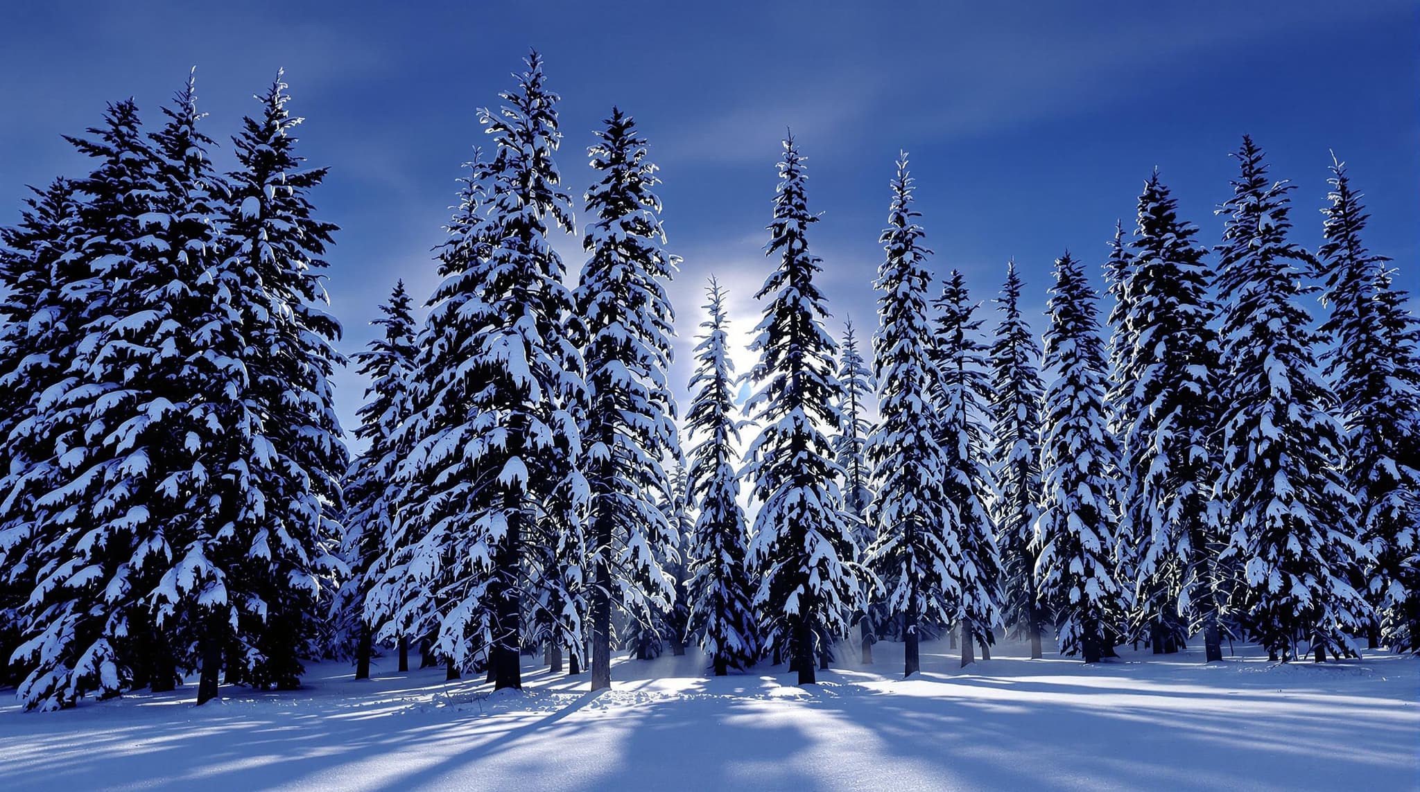 A forest in winter